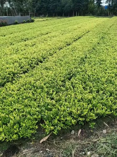 室外绿化工程质保期几年