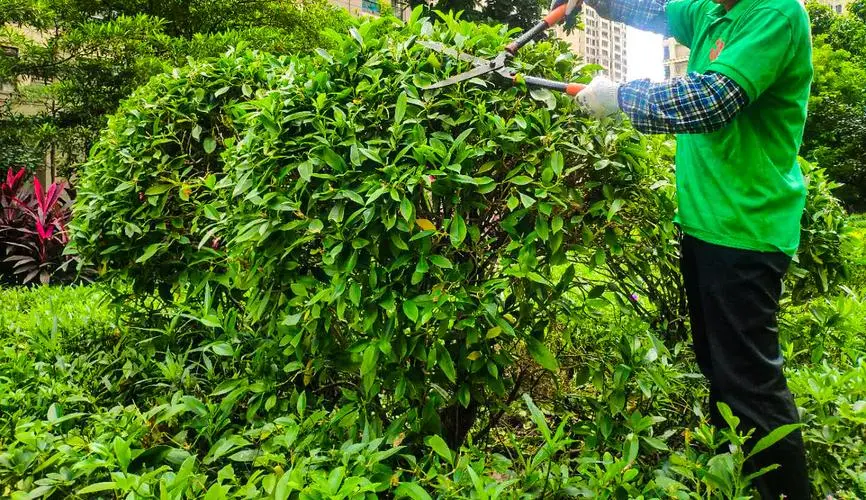 园林管理中级职称答辩：如何提高园林设计的创新性和美学价值 (19字)